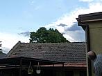 Třibřichy